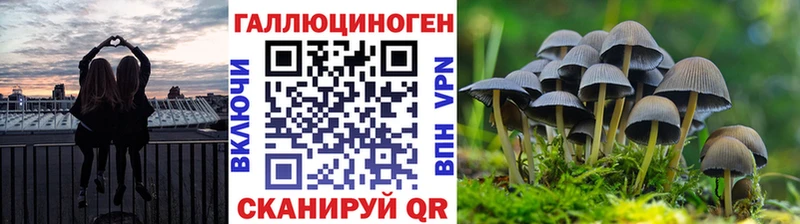 Псилоцибиновые грибы Psilocybine cubensis  Буйнакск 